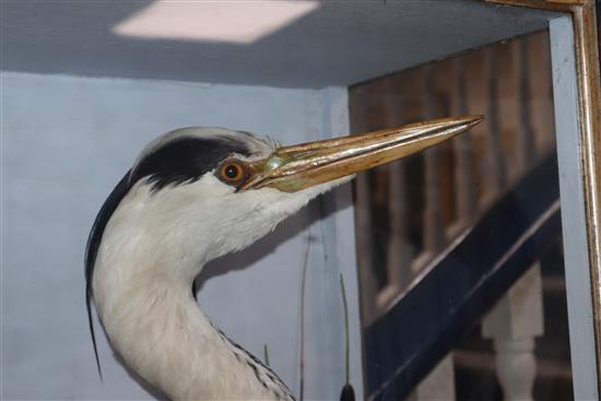 A cased taxidermic heron, by Hutchings